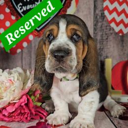 House Of The Dragon - Black white and brown male Basset Hound puppy in Rio Grande City, Texas from Hounds All Night