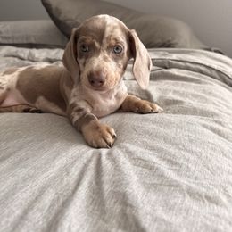 Teddy - Dapple male Dachshund puppy in Victorville, California from Wirz’s Weenies