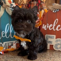 Oliver - Liver male Yorkshire Terrier puppy in Parkersburg, West Virginia from Chocolate Diamonds in the RUFF