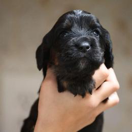 Lucky - Black and tan male English Cocker Spaniel puppy in New Mexico from HighBrassGunDogs