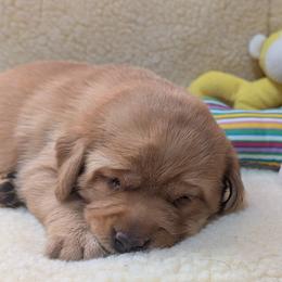 Pink dot - Yellow female Labrador Retriever puppy in Farmingdale, New Jersey from Familyraised Labradors