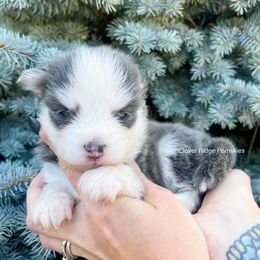 Pomsky Puppies from Rocky Mountain Pomskies