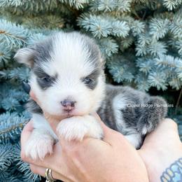 Pomsky Puppies from Rocky Mountain Pomskies