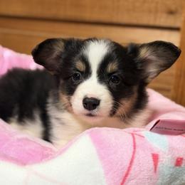 Red collar - Black and tan female Pembroke Welsh Corgi puppy in Monterey, Tennessee from Co-Pilot Corgis