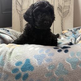 Goldendoodle Puppies from Daisy’s Doodles