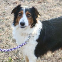 Jewels - Miniature Australian Shepherd