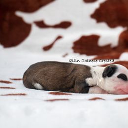 Chinese Crested Puppies from Qilin Chinese Crested