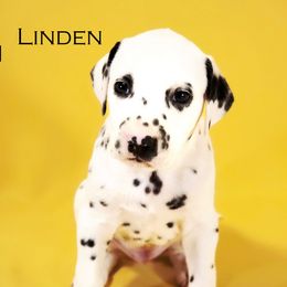 Boy 5 - Dalmatian puppy in Austin, Texas from Spotted Way Dalmatians