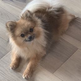 Shay - Pomeranian