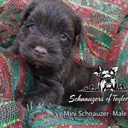 Fiyero Liver Blue green eyes - Liver male Miniature Schnauzer puppy in Temple, Texas from Schnauzers Of Taylor