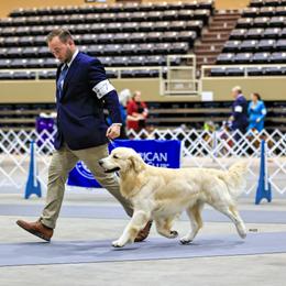 Golden Retriever Puppies from Canyon Ridge Goldens