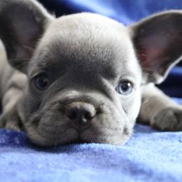French Bulldog Puppies from R & S Frenchies