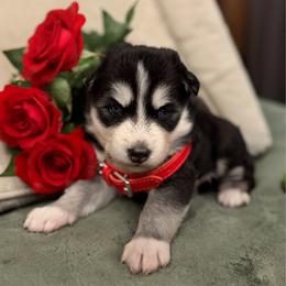Rose - Black and white female Siberian Husky puppy in Sherwood, Oregon from Whiskey River Siberians