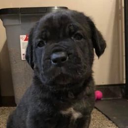 Cane Corso and French Bulldogs from Perry’s Cane Corso and French bulldogs
