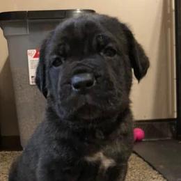 Cane Corso and French Bulldogs from Perry’s Cane Corso and French bulldogs