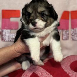 Pembroke Welsh Corgi Puppies from Solstice Farm Corgis