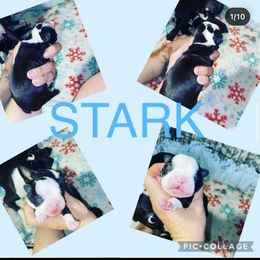 Boston Terrier Puppies from Beatrice's Kennels