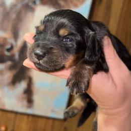 Dutton (Russian lines) - Black and tan male Dachshund puppy in Goldthwaite, Texas from Mini Mama Dachshunds