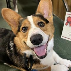 Pembroke Welsh Corgis from von Fluffy Bottoms