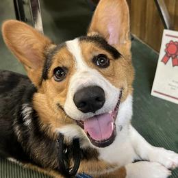 Pembroke Welsh Corgis from von Fluffy Bottoms