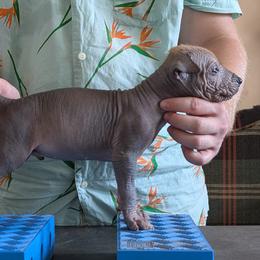 Matcha - Bronze male Xoloitzcuintli puppy in Felts Mills, New York from Solstice Xolos