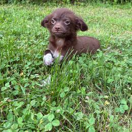 Gizmo - Chocolate male Chihuahua puppy in Little Rock, Arkansas from Kings chichis