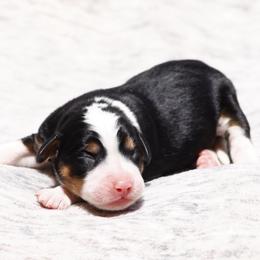 Raven - Tri-color female Bernedoodle puppy in Glendale, Arizona from Arizona Bernedoodles