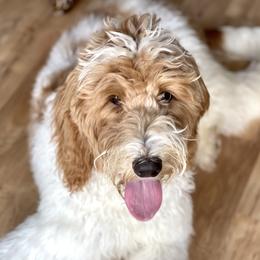 Bluebell  - Goldendoodle