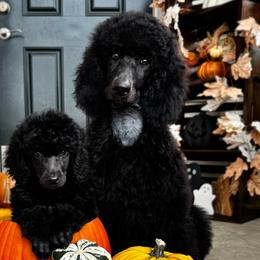 Poodles from Stardust Standard Poodles