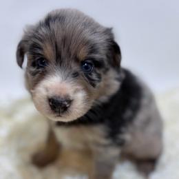 Baloo - Gray Collar - Blue merle male Australian Shepherd puppy in San Marcos, California from Faith Family Freedom Farm