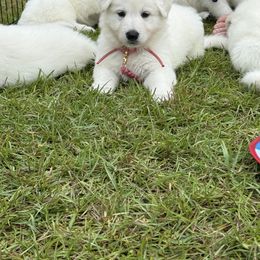 Pink girl - White female Berger Blanc Suisse puppy in Wilmington, North Carolina from Supernova Swiss Shepherds