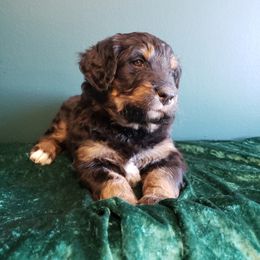 Bernedoodle Puppies from Badlands Bernedoodles