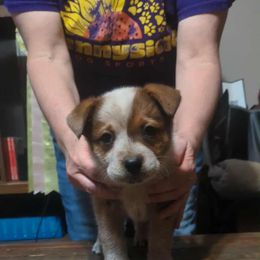 Brienne - Red speckled female Australian Cattle Dog puppy in Rogue River, Oregon from FullMoon Cattle Dogs