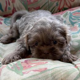 Blue boy - Lilac male Shih Tzu puppy in Berkeley Springs, West Virginia from Sandridge Shih Tzus