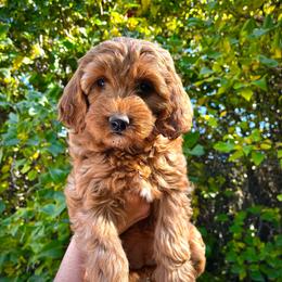 Laguna - Apricot female Goldendoodle puppy in Sugar City, Idaho from Idaho Sugar Doodle Pups