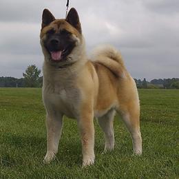 Sugar - Akita