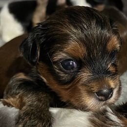 Izzi - Yorkshire Terrier