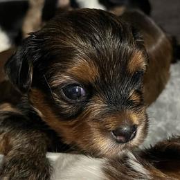 Izzi - Yorkshire Terrier