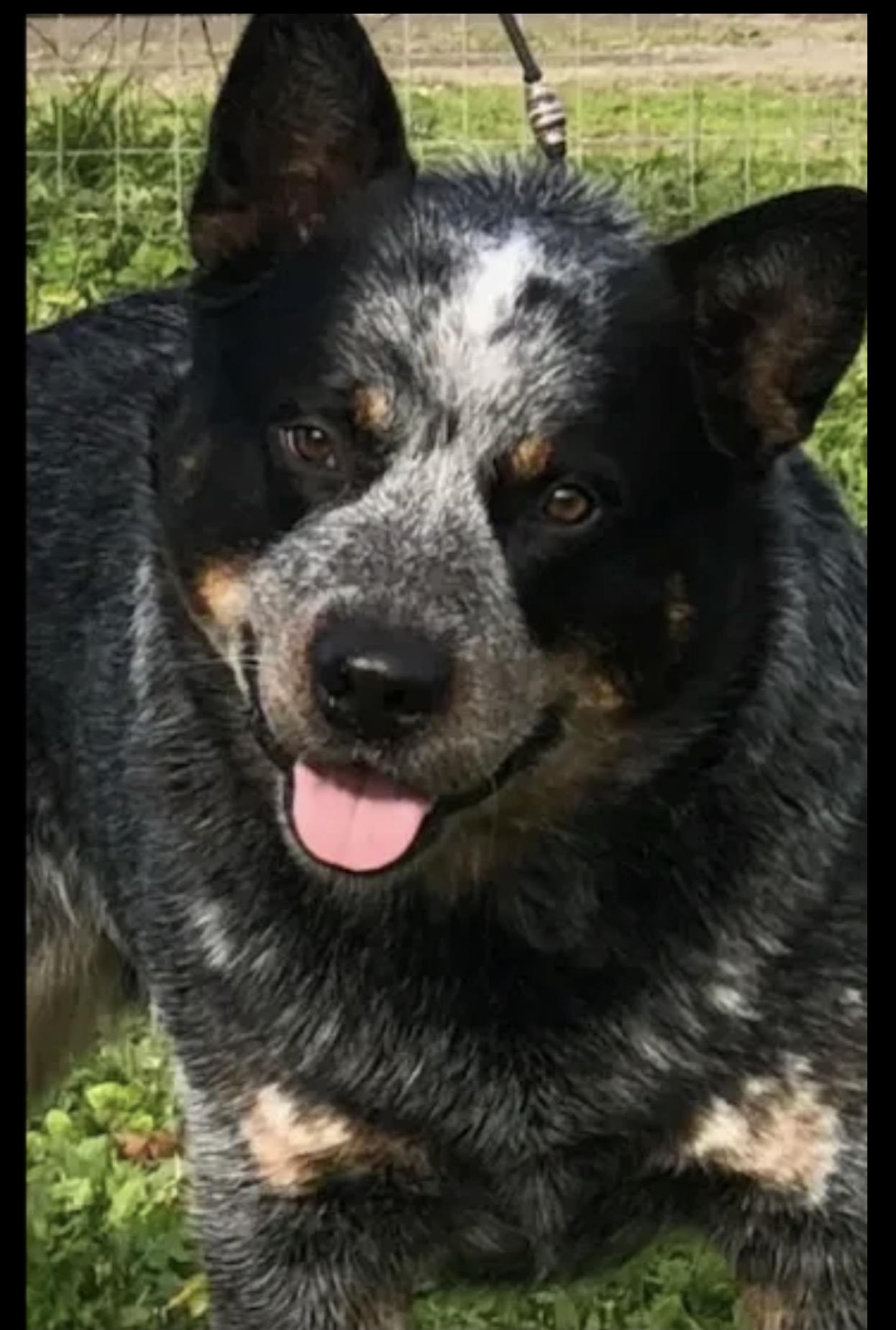 Bear