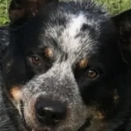 Bear - Australian Cattle Dog