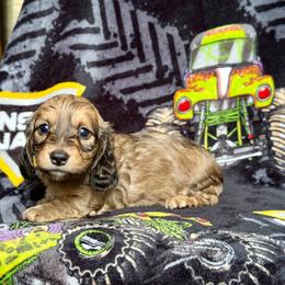 Dipsy - Cream male Dachshund puppy in Hornbeck, Louisiana from A&Z Mini Dachshunds