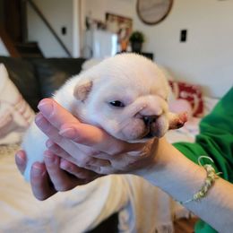 Buddy the Elf - Cream French Bulldog puppy in Germantown, Ohio from LaBelle Bulldogs