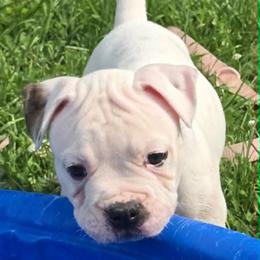 Jelly Roll - White male American Bulldog puppy in Three Rivers, Michigan from Jemms Kennels