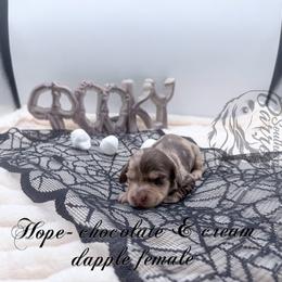 Hope - Dapple female Dachshund puppy in Prairieville, Louisiana from Southern Barron Danes & Dachshunds