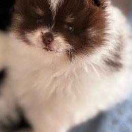 Brown 'Sugar' - Tri-colored female Pomeranian puppy in Palatka, Florida from Sugarland Pomeranians