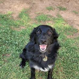 Revna - Australian Shepherd