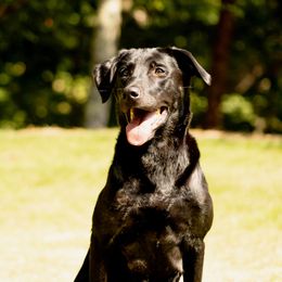 Riley - Labrador Retriever