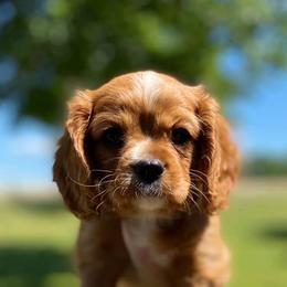 Cavalier King Charles Spaniel Puppies from Stephanie Steward's Cavalier King Charles Spaniels