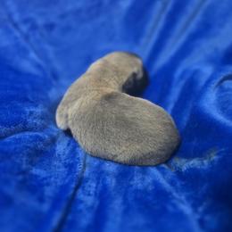 Anatolian Shepherd Dog Puppies from Florida Anatolian Shepherds