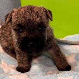 Green collared puppy - Brindle male Cairn Terrier puppy in Hastings, Nebraska from D & J SCOTTIES AND CAIRNS & Miniature Long haired Dachshunds
